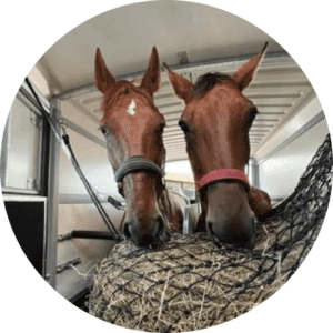 Met paard naar Beter Paardentaxi en Paard en Gedrag