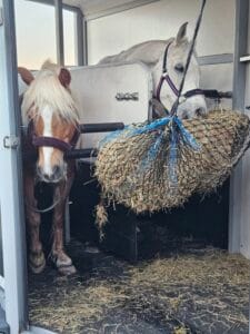 Paardentaxi - Bashshar en Luna